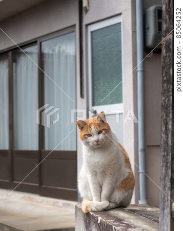 一隻棕白相間的貓，前腿對齊坐著 85064252