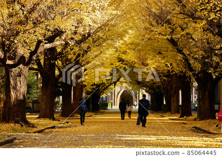 [Tokyo] A row of ginkgo trees in front of Yasuda Auditorium, University of Tokyo 85064445