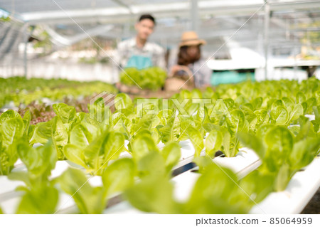 Hydroponics, smiling young Asian couple farmers holding vegetable baskets, standing on a farm, growing organic, commercial organic vegetables. Organic farming business concept Hydroponics, smiling young Asian couple farmers holding vegetable baskets, standing on a farm, growing organic, commercial organic vegetables. Organic farming business concept 85064959