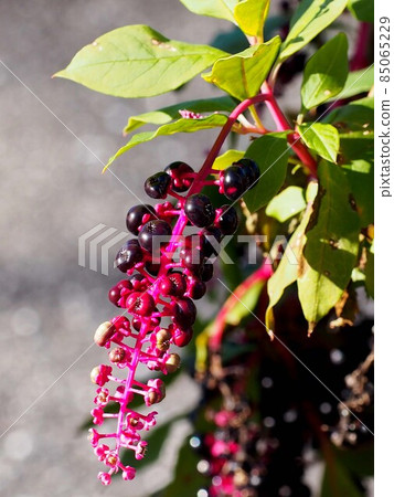 彩色商陸果（陽光下的白色、紅色、黑色水果） 85065229