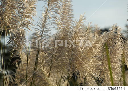 Flower grasses while wind blow with sunset sky in the evening. Flower grasses while wind blow with sunset sky in the evening. 85065314