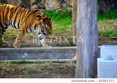 Tennoji Zoo Amur Tiger 16 85065353