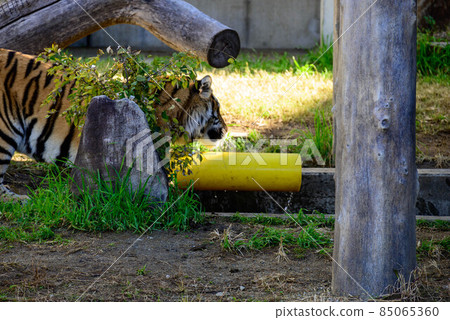 Tennoji Zoo Amur Tiger 20 Tennoji Zoo Amur Tiger 20 85065360