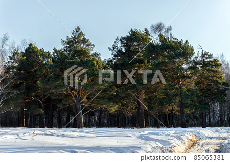 Winter forest landscape. Beautiful pine trees under a blue sky. Snow-covered forest. Nature of Eastern Siberia 85065381
