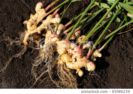 去除土壤的生薑收穫（10 月下旬） 家庭菜園 85066239
