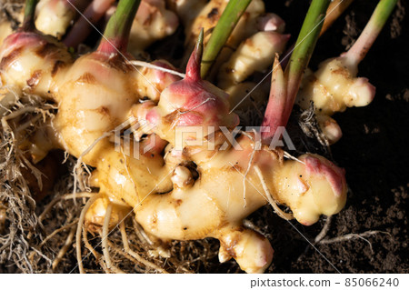 去除土壤的生薑收穫(10 月下旬) 家庭菜園 去除土壤的生薑收穫(10 月下旬) 家庭菜園 85066240