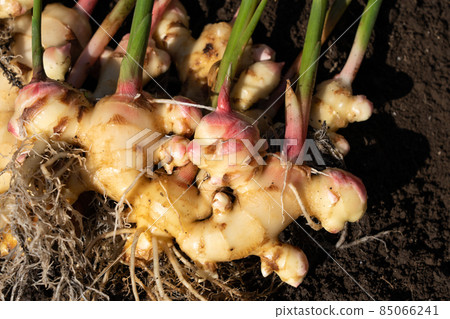 去除土壤的生薑收穫（10 月下旬） 家庭菜園 85066241