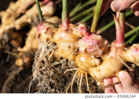 生薑收穫(10 月下旬) 家庭菜園 生薑收穫(10 月下旬) 家庭菜園 85066244