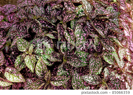 Polka Dot Plant - Pink and Green 85066359