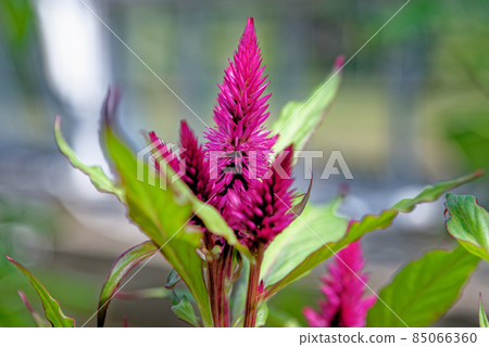 Close up of a Celosia - celosia argentea 85066360
