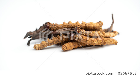 close up Ophiocordyceps sinensis or mushroom cordycep this is a herbs. Medicinal properties in the treatment of diseases. close up Ophiocordyceps sinensis or mushroom cordycep this is a herbs. Medicinal properties in the treatment of diseases. 85067615