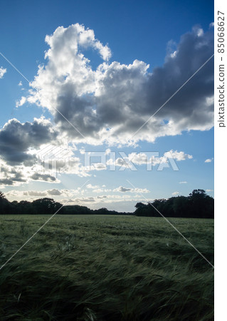A bumper crop wheat field under the blue sky with wide clouds and dripping ears in the suburbs of London A bumper crop wheat field under the blue sky with wide clouds and dripping ears in the suburbs of London 85068627
