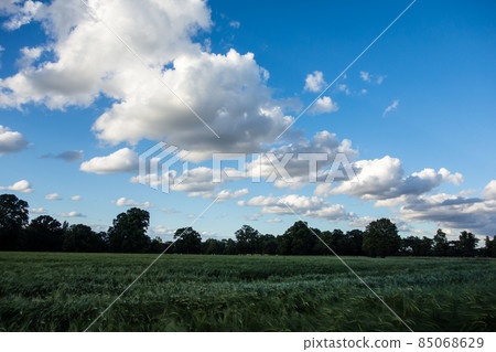 A bumper crop wheat field under the blue sky with wide clouds and dripping ears in the suburbs of London 85068629