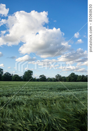 A bumper crop wheat field under the blue sky with wide clouds and dripping ears in the suburbs of London 85068630