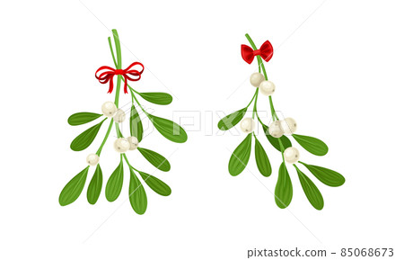 Snowberry branches with berries decorated with red bows set. Small twigs of shrub with white fruit vector illustration 85068673