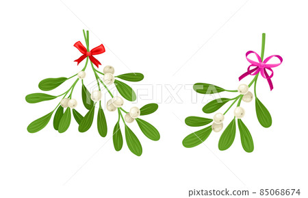 Snowberry branches with ripe berries decorated with bows set. Small twigs of shrub with white fruit vector illustration 85068674