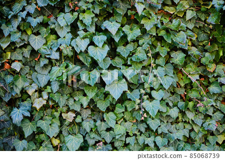 Common ivy leaves background 85068739
