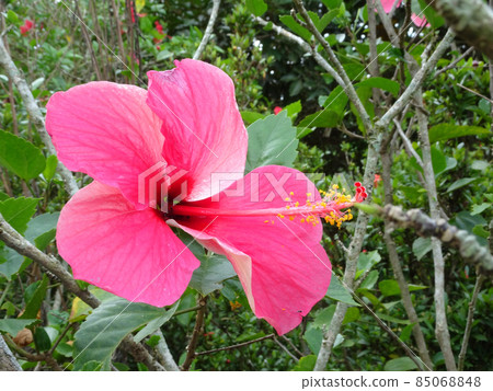 Hibiscus rosa-sinensis or is a genus of flowering plants in the mallow family, Malvaceae. It was a Malaysian national flower call Bunga Raya. 85068848