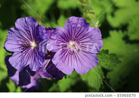 Purple cranesbill flowers in close up 85068870
