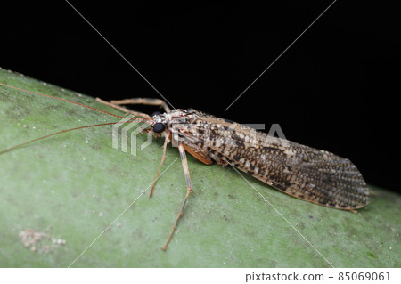 鯨魚 - 齒狀甲蟲的成蟲 鯨魚 - 齒狀甲蟲的成蟲 85069061