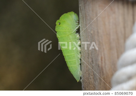 Forehead of Aossia geha 85069070