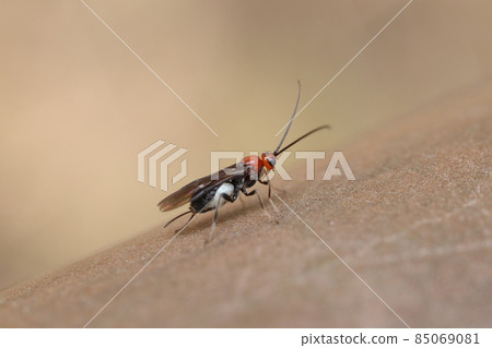 Zyme cyclobaracoma braconid 黃蜂 85069081