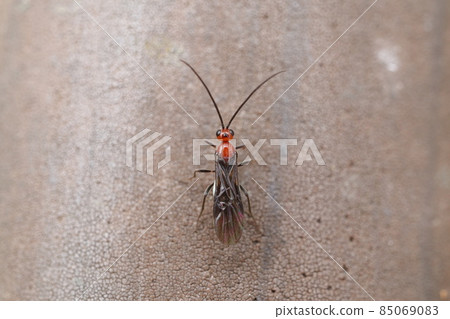 Zyme cyclobaracoma braconid 黃蜂 85069083