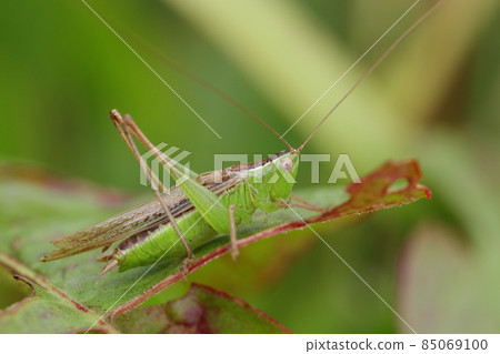 Adult male Conocephalus maculatus 85069100