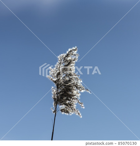 Cortaderia selloana Cortaderia selloana 85070130
