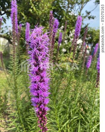Liatris 花和蝴蝶 Liatris 花和蝴蝶 85070163