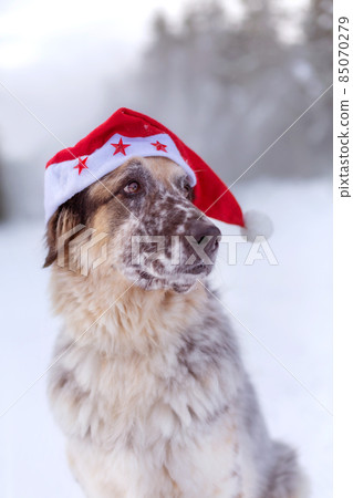 Big dog in santa hat sitting on snow forest road Big dog in santa hat sitting on snow forest road 85070279