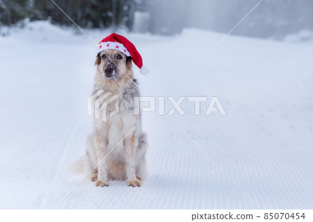 Big dog in santa hat sitting on snow forest road 85070454