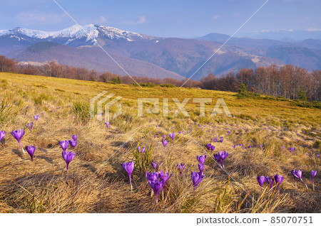 Spring landscape with flowers Spring landscape with flowers 85070751