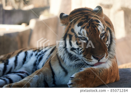 A photo of a tiger relaxing at the zoo 85071284
