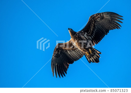 A view of flying Haliaeetus albicilla or White-tailed Eagle A view of flying Haliaeetus albicilla or White-tailed Eagle 85071323