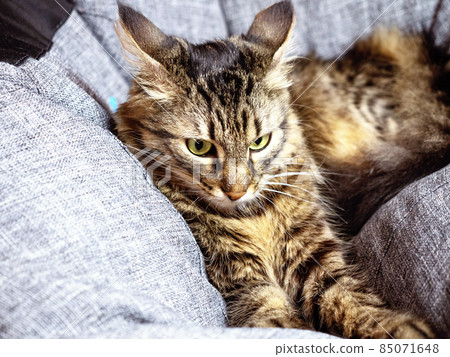 Beautiful cat with black stripes like a tiger pulled his ears and prepares to attack 85071648