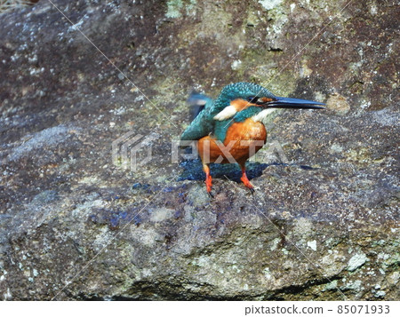 翠鳥河翠鳥 翠鳥河翠鳥 85071933