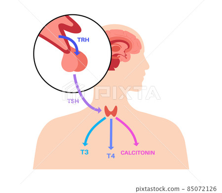 Thyroid hormones diagram 85072126
