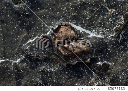 Dead leaves pickled in ice Dead leaves pickled in ice 85072183