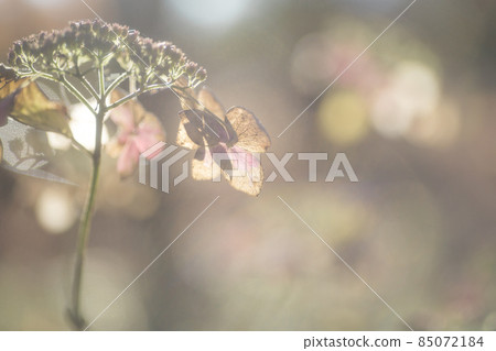 Withered plant with a fluffy image Withered plant with a fluffy image 85072184