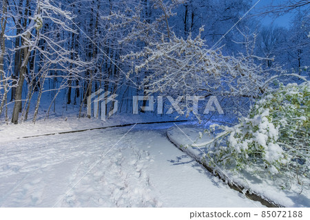 View at night on the alley in the city park lit by lanterns.  85072188