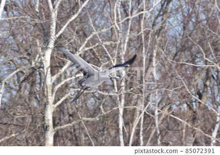rare! The flying figure of the black crane that appeared in Hokkaido rare! The flying figure of the black crane that appeared in Hokkaido 85072391