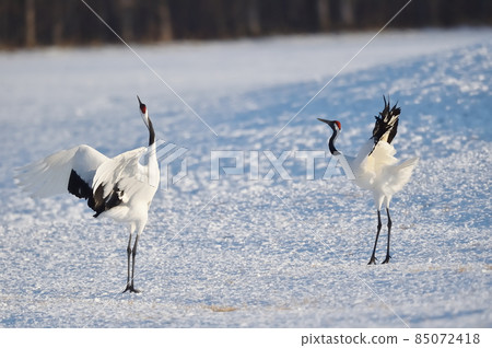 Dancing of cranes (Hokkaido, Tsurui) Dancing of cranes (Hokkaido, Tsurui) 85072418