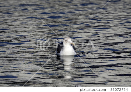 Seguro gull 85072734