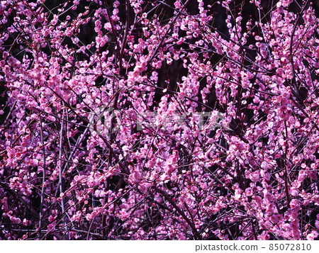 Red-bloom in full bloom 85072810