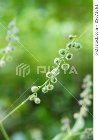 2305 Circaea mollis 85073661