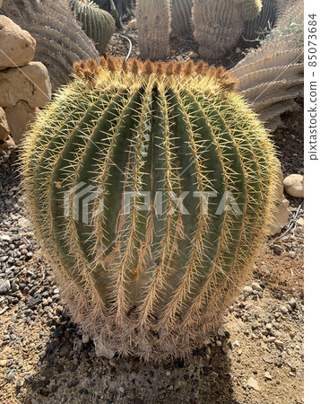 Echinocactus grows in a botanical garden 85073684