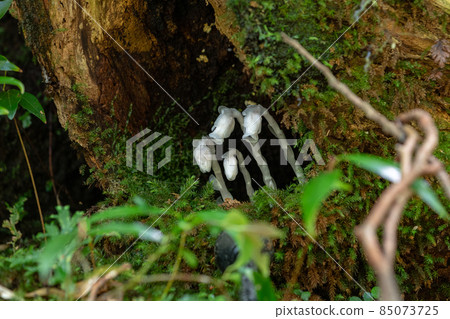 Yakushima Shiratani Unsuikyo Gorge - Silver bells (May) 85073725