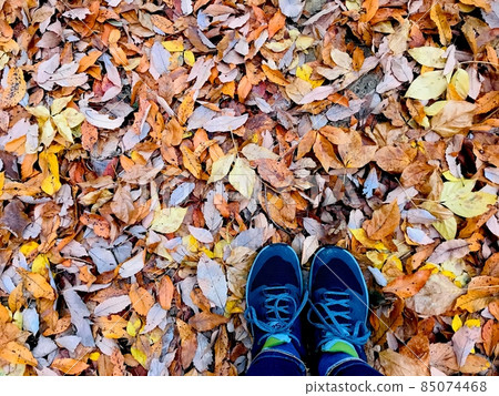 A carpet of fallen leaves in autumn all over your feet. 85074468