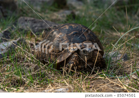 greek tortoise Testudo graeca in the wild greek tortoise Testudo graeca in the wild 85074501
